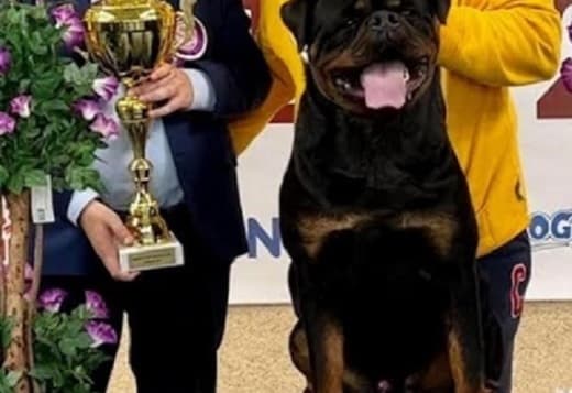 Rottweiler