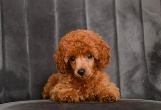 Red miniature poodle puppies