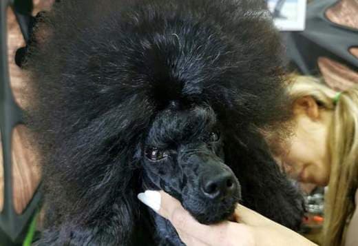 Toy Poodle  female puppy for sale