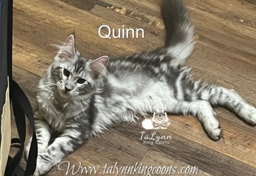Maine Coon kitten