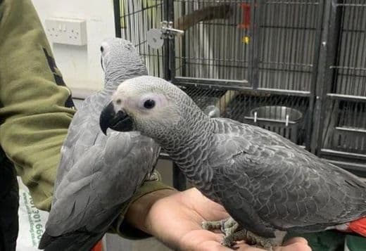 X-Mas African Grey baby Parrots Available