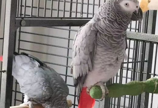 Intelligent Congo Grey Parrots with Cage