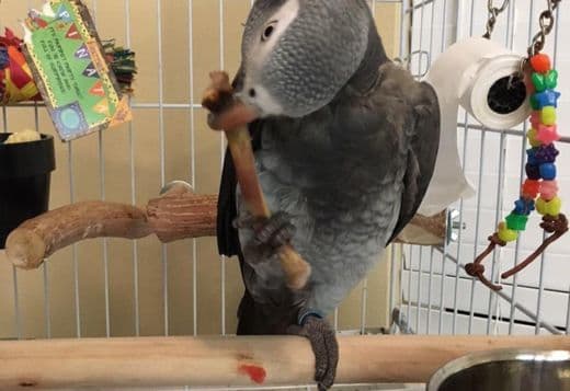 Bonded friendly African Grey Parrots for your kids
