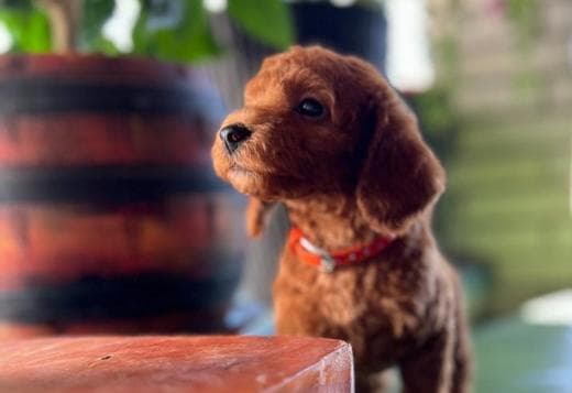 Miniature Poodle puppies