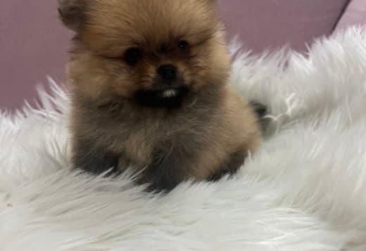 Pomeranian BOO  puppies