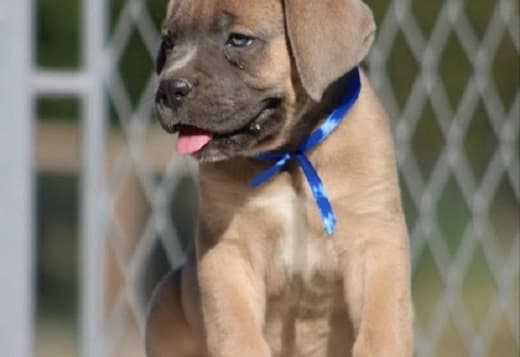 Cane Corso puppies