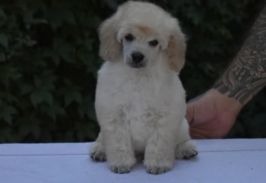 Miniature White Poodles