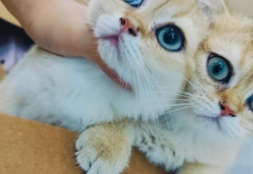 beautiful British shorthair