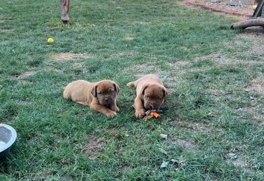 Dogue de Bordeaux puppies
