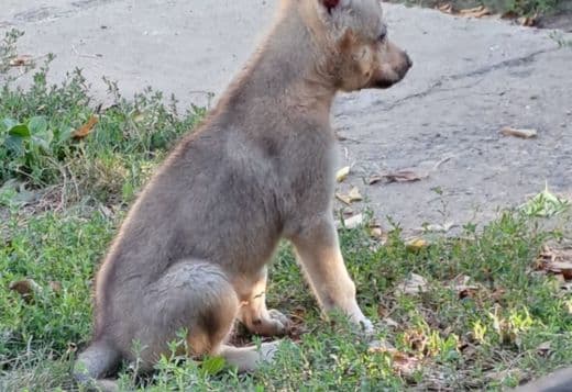 Czechoslovakian Wolfdog  puppies