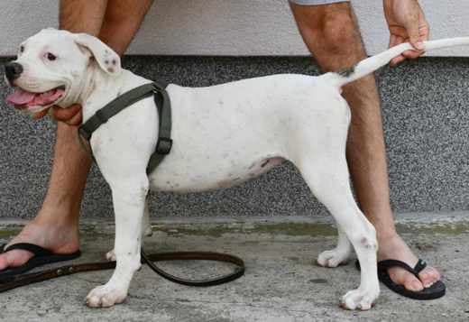 American Bulldog puppies
