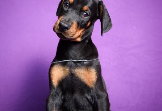 Doberman puppies