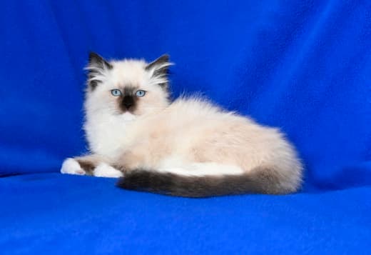 Adorable TICA Ragdoll kittens Available
