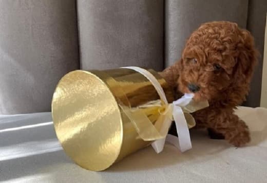 Poodles
