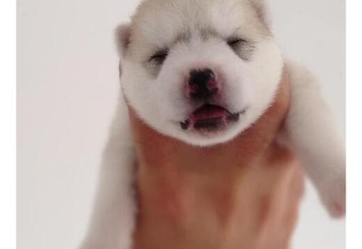 Siberian Husky puppies