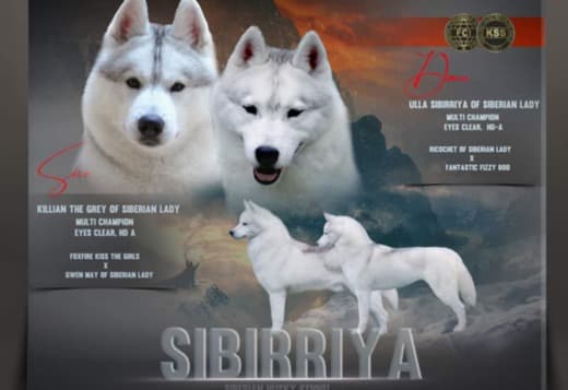 Siberian Husky puppies