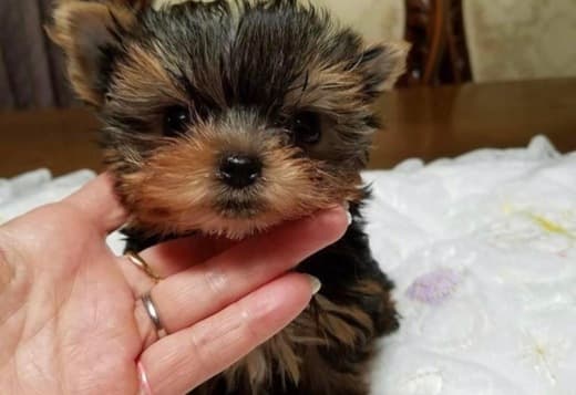 Yorkie puppies for adoption