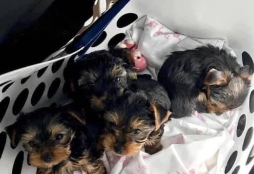 Yorkie puppies for adoption