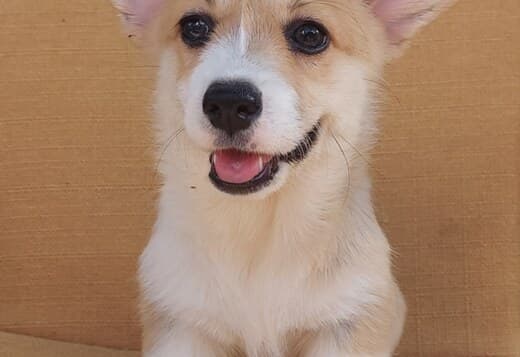 Pembroke Welsh Corgi puppies