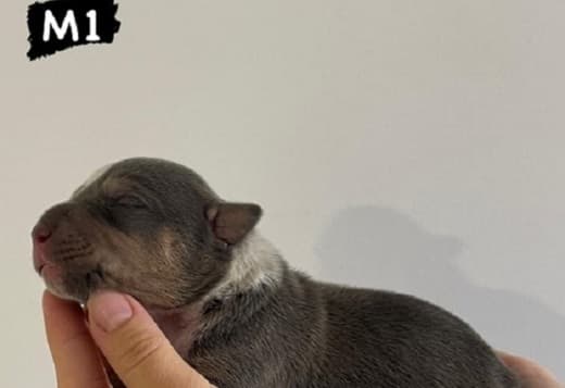 AMERICAN BULLY Xl