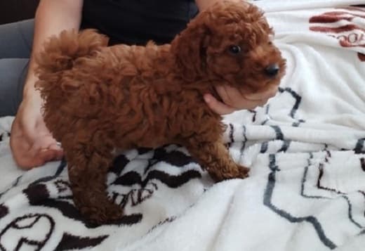 Red that poodle