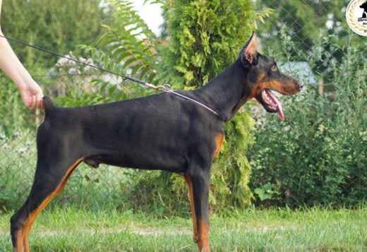 Doberman puppies for sale