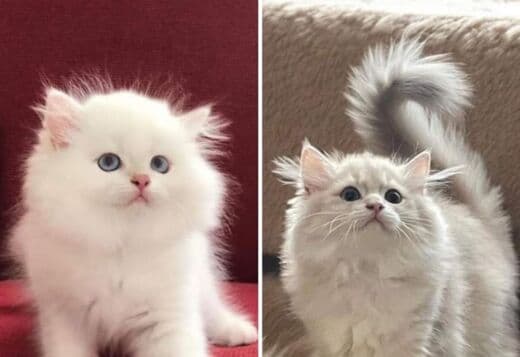 Full Pedigree British longhair kittens