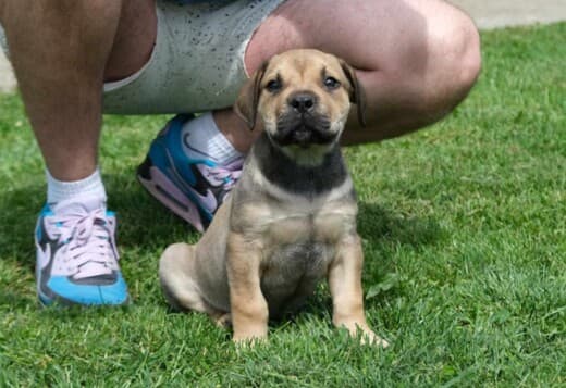 Boerboel (South African Mastiff) puppies