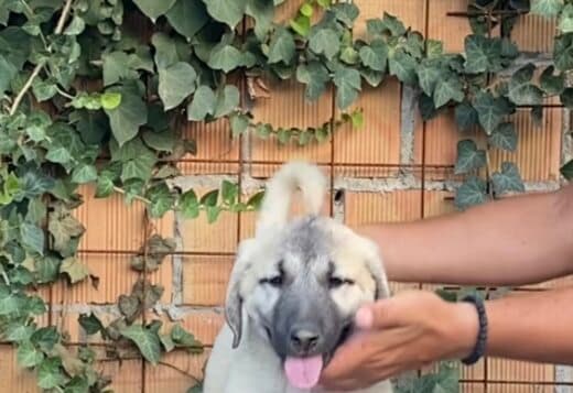 Turkish Kangal puppies for sale