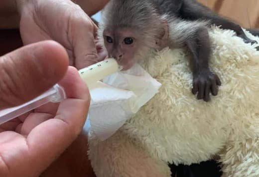 Adorable Capuchin monkey for adoption
