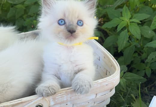 ragdoll kitten Yellow boy