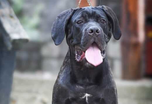 Cane Corso male puppy