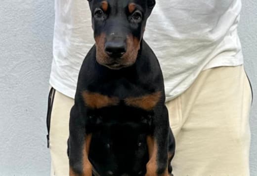 Doberman puppies for sale