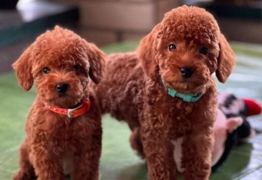 Miniature Poodle puppies