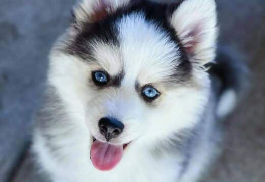 Siberian Huskies looking for new home??