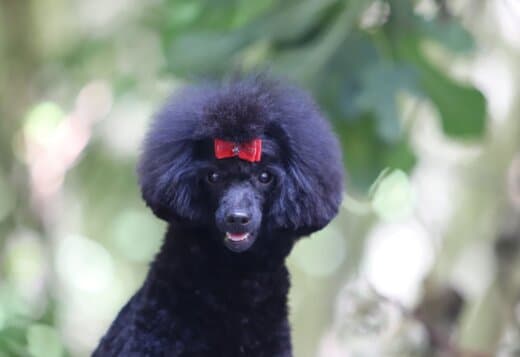 Miniature Poodle female puppy