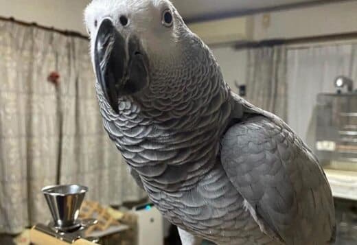 Gorgeous African Grey Birds family friend