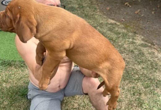 Dogue de Bordeaux puppies