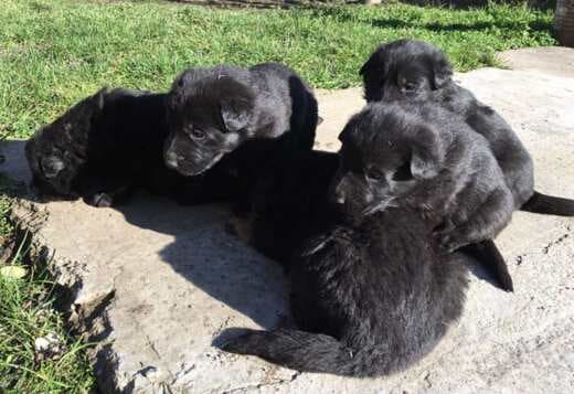 Black German Shepherd  puppies