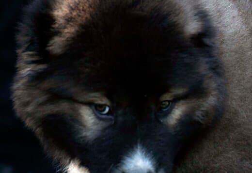 Caucasian Shepherd puppies