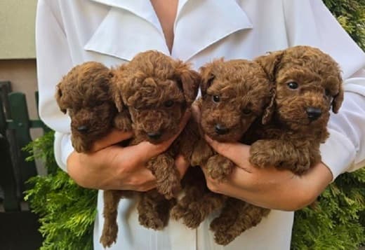 TOY Red Poodles - puppies for sale