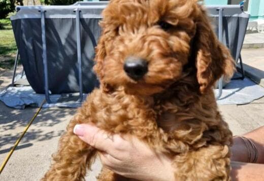 Miniature Poodle puppies