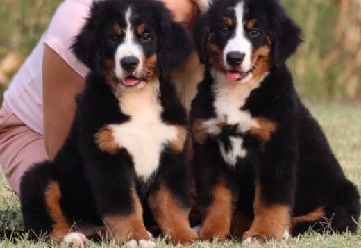Bernese Mountain puppies