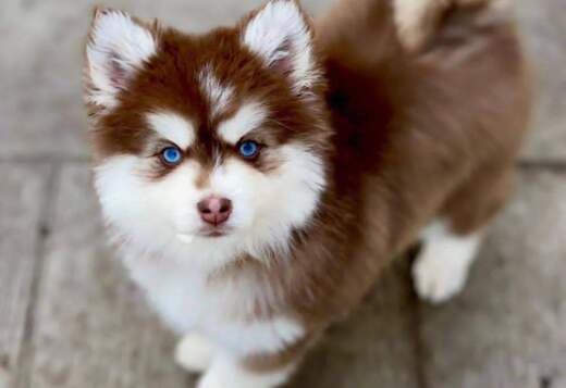 Siberian Huskies looking for new home??