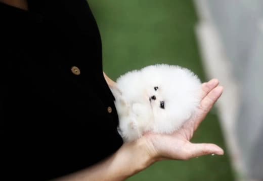 CUTE POMERANIAN PUPPY MALE