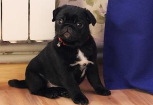 Black and Fawn Pug Puppies For Lovely Homes 470-673-7509