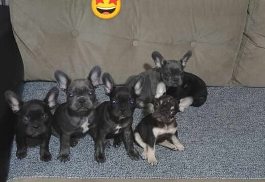 French bulldog  puppies