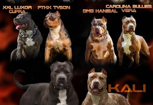 American bully XL