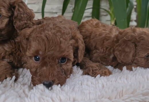 Red Toy poodle puppies for sale