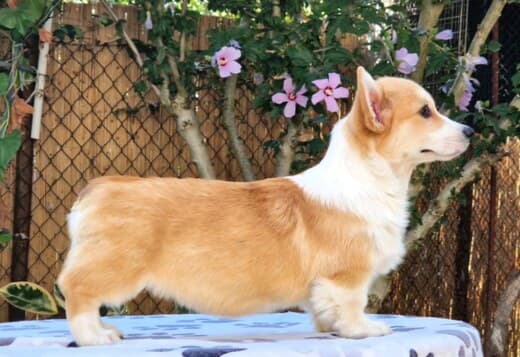 Welsh Corgi Pembroke puppies for sale